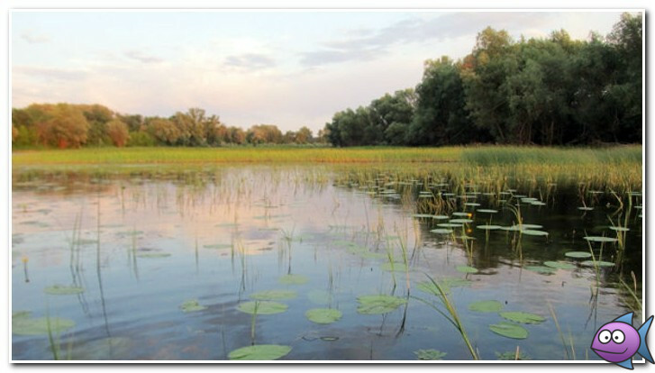 где водится щука