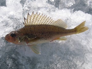 ловля ерша зимой