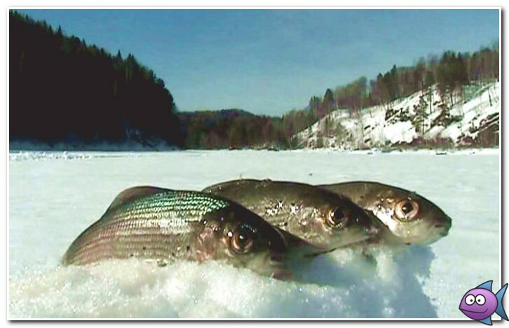 как поймать хариуса зимой