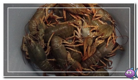 раки ноябрьские