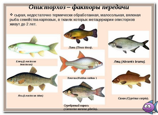 источники-заражения-описторхозом