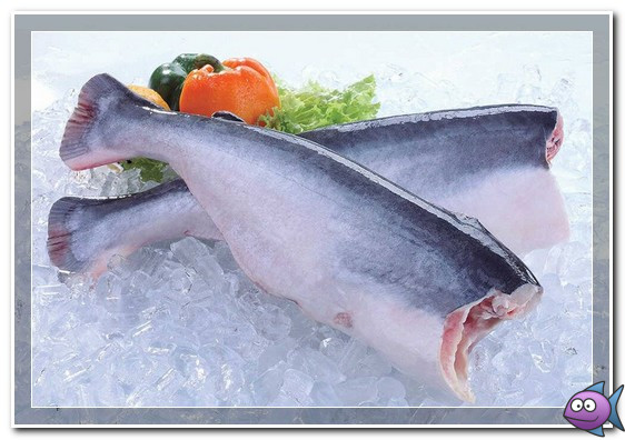 pangasius
