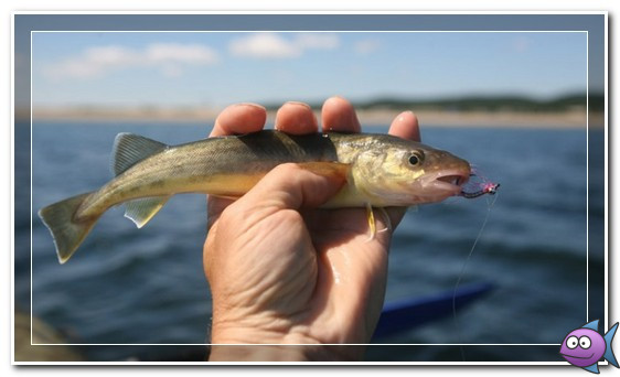 ловля наваги