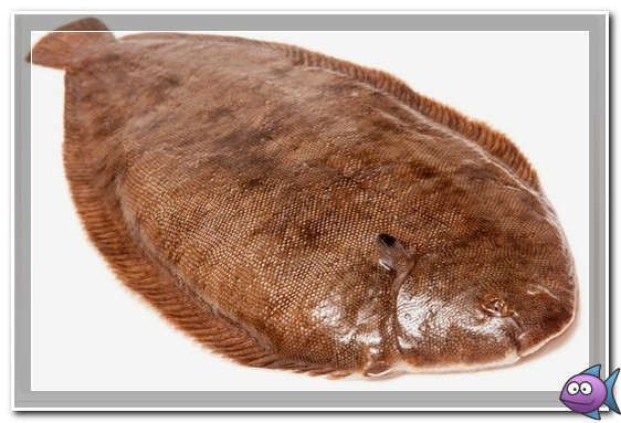 морской язык описание