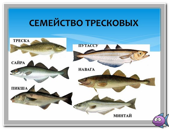 семейство тресковых