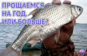 запрет на воблу
